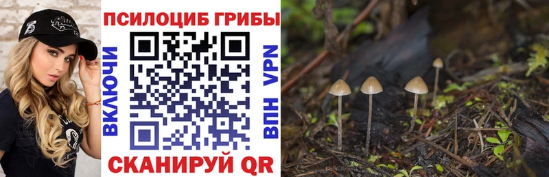 Галлюциногенные грибы Psilocybine cubensis  Щучье 